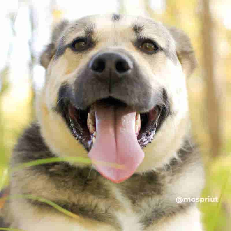 Представляем вам колобка Майка с широкой улыбкой из приюта Щербинка