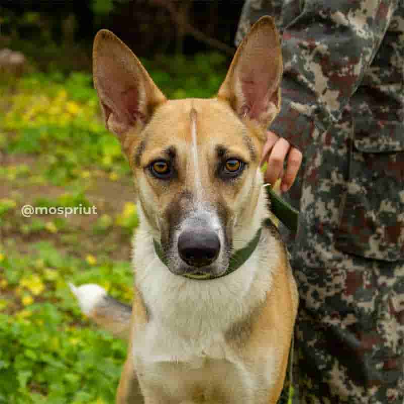 Знакомьтесь, Лакки. Она приехала в приют для собак из дома после потери хозяйки. Ей всего год