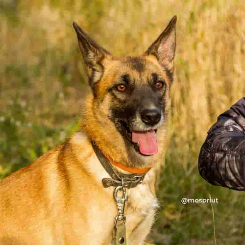 Её сестра недавно уехала жить в новый дом. Элли хочет повторить успех сестры 🙌