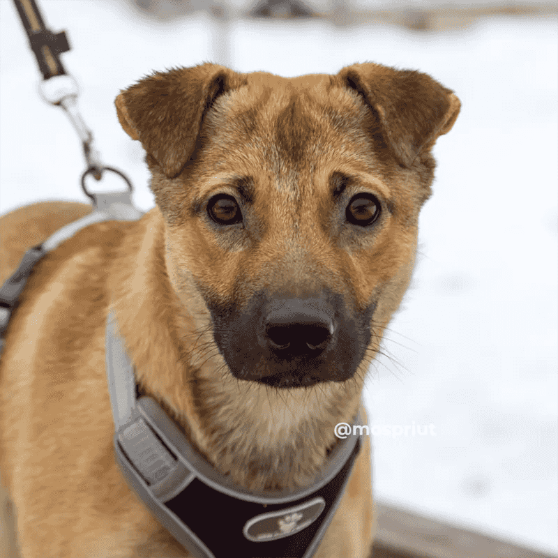 Вы не поверите, но это действительно случилось! Счастливчик Джой стал домашним!