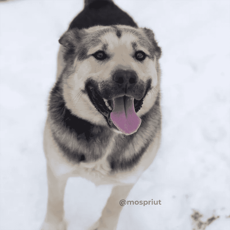 Майк - красивый пёс бежево-черного окраса. Он уже успел завоевать множество сердец в приюте