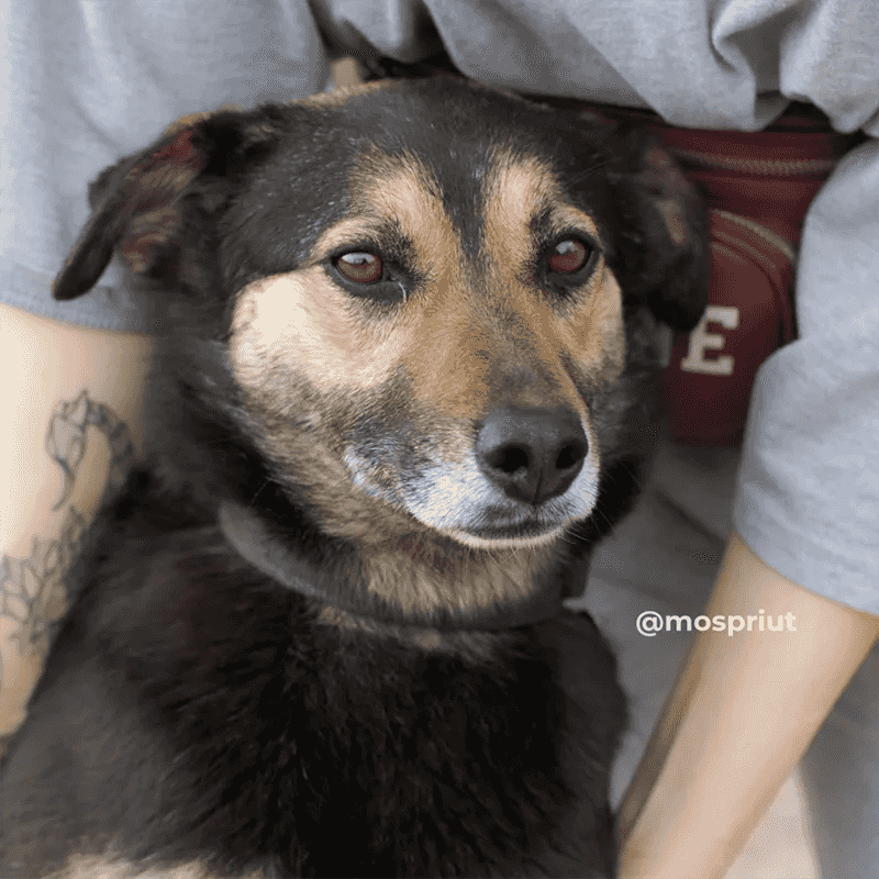 Ви-ви обожает всех людей и очень сильно хочет стать вашей будущей любимицей 🤗