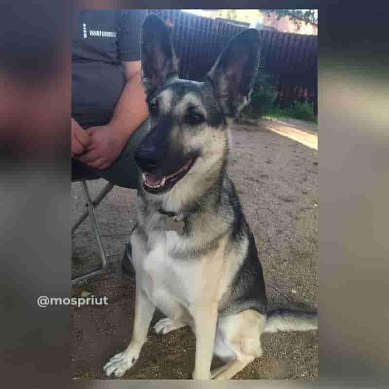 Шлём вам ушасто-овчаристо-хвостатый привет от бывшей жительницы приюта Лоры 🤗