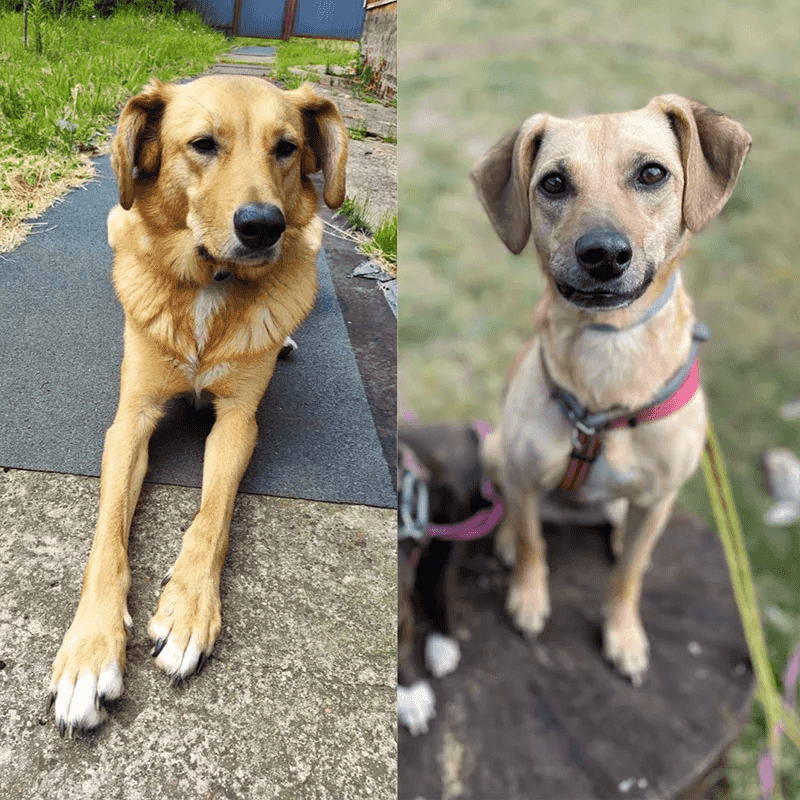 Привет из дома от рыжих сестричек Лаки и Кнопы из приюта Щербинка