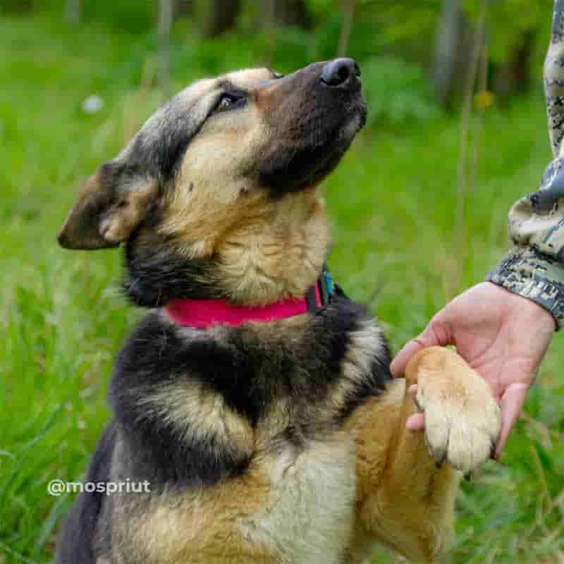 Мира - овчарка мини размера. В меру воспитана и умна. Мечтает о собственном диване