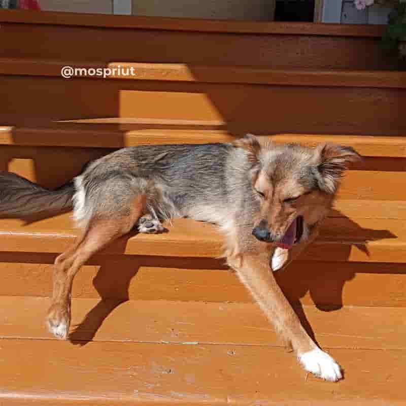 Оранжевый привет из дома от Фиби - бывшей жительницы приюта Щербинка