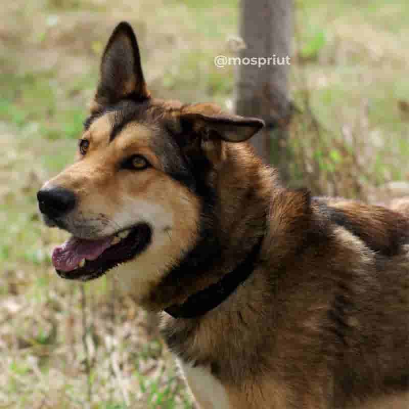 Трой, которого хотели усыпить, скучает по домашней по домашней жизни
