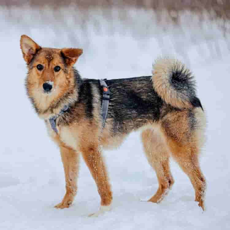 Собачка Муза нашла новый дом