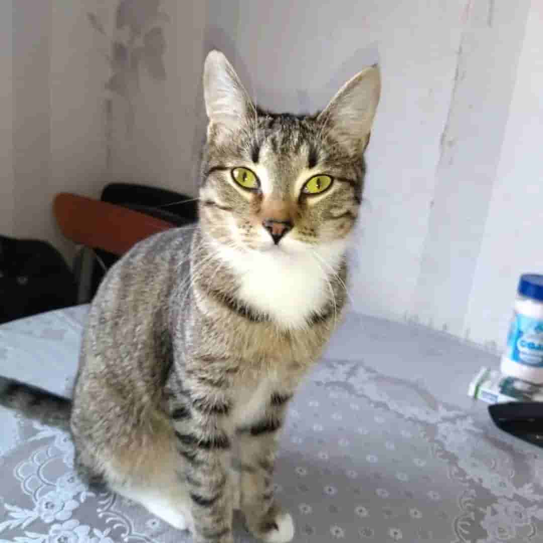 Котик Василёк нашел свой дом