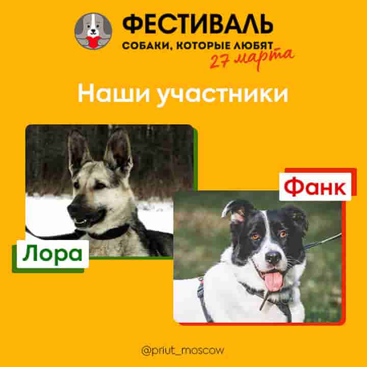 Лора и Фанк едут на фестиваль «Собаки, которые любят»