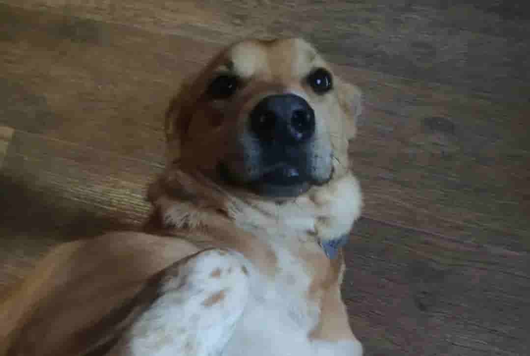 Привет из дома от Сэма