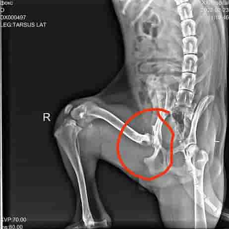 Сбор на операцию Фоксу